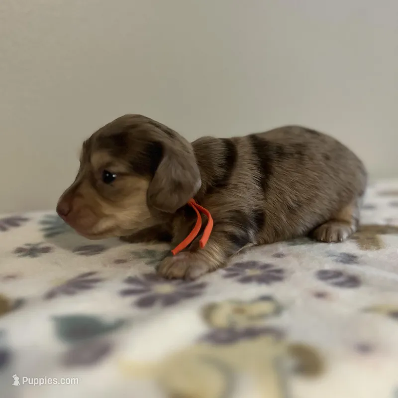 Kayce, a male Miniature Dachshund for sale in McEwen, TN – Photo 1 of 3