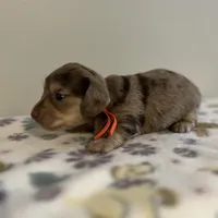 Kayce, a male Miniature Dachshund for sale in McEwen, TN – Photo 1 of 3