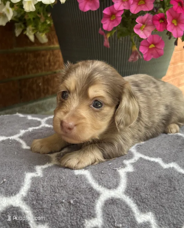 Beth – Miniature Dachshund puppy for sale in McEwen, TN