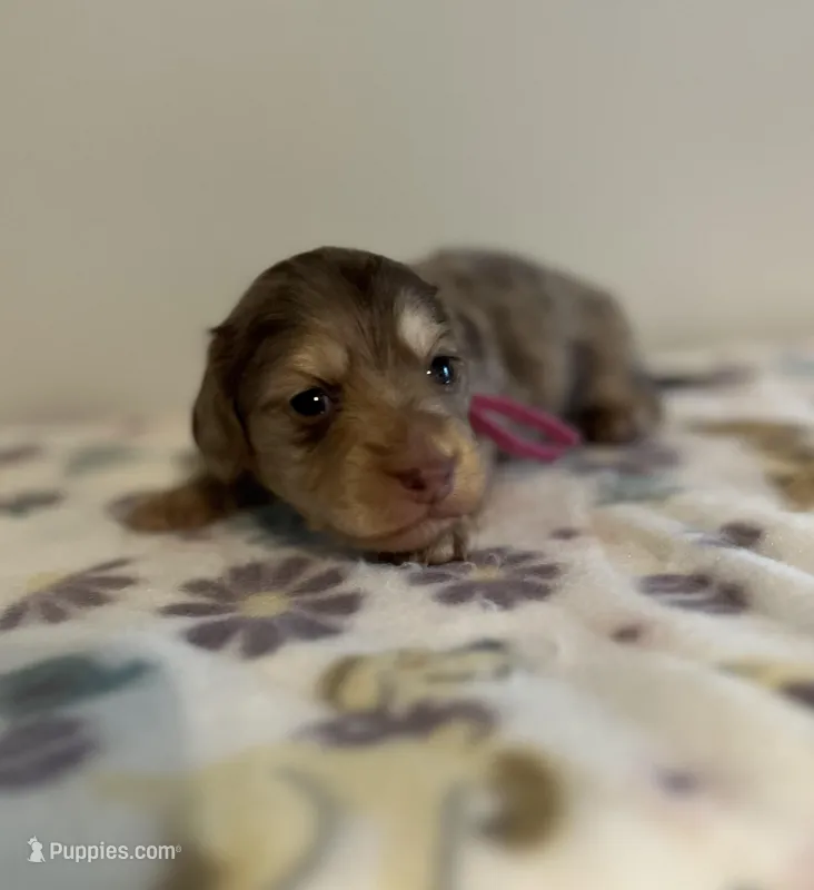 Beth, a female Miniature Dachshund for sale in McEwen, TN – Photo 1 of 2