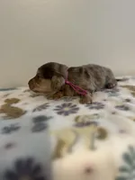 Beth, a female Miniature Dachshund for sale in McEwen, TN – Photo 2 of 2