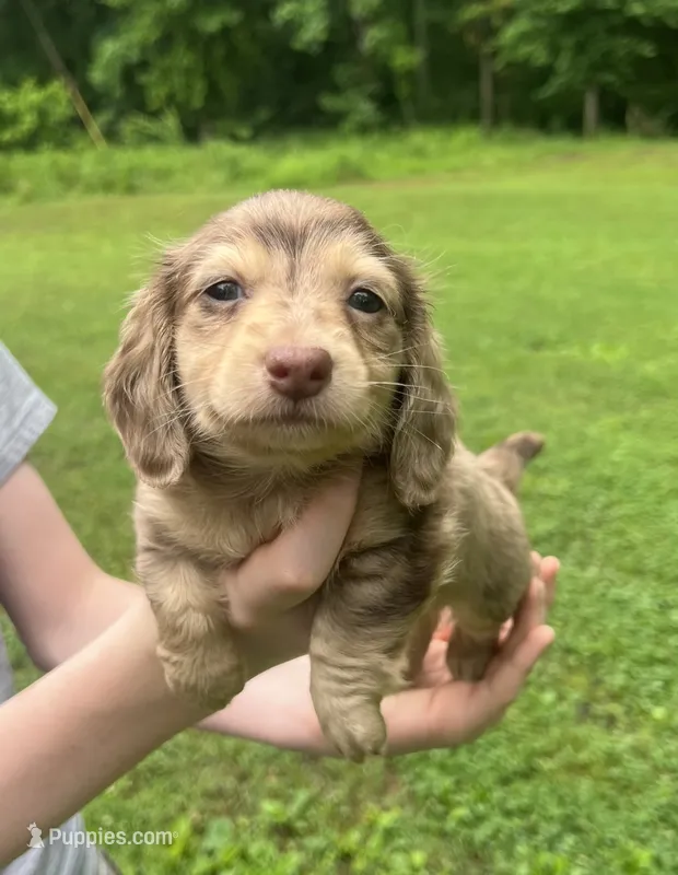 Kayce – Miniature Dachshund puppy for sale in McEwen, TN