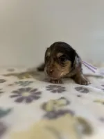 Monica , a female Miniature Dachshund for sale in McEwen, TN – 2 of 3
