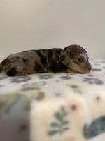 Monica , a female Miniature Dachshund for sale in McEwen, TN – 1 of 3