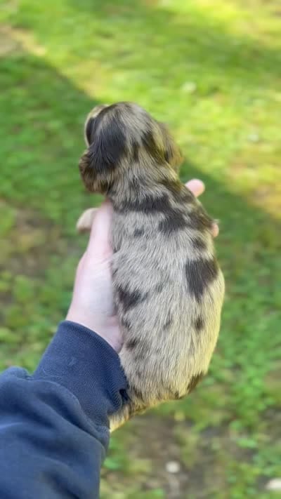 Monica , a female Miniature Dachshund for sale in McEwen, TN – 3 of 3