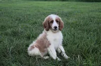 Maya, a female Goldendoodle for sale in Charleston, AR – Photo 4 of 5