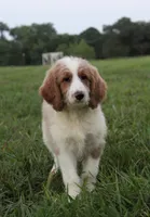 Maya, a female Goldendoodle for sale in Charleston, AR – Photo 1 of 5