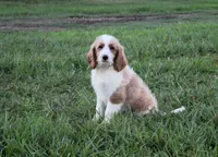 Maya, a female Goldendoodle for sale in Charleston, AR – Photo 3 of 5