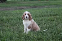Maya, a female Goldendoodle for sale in Charleston, AR – Photo 5 of 5