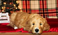 Jingle, a male Goldendoodle for sale in Charleston, AR – Photo 5 of 5