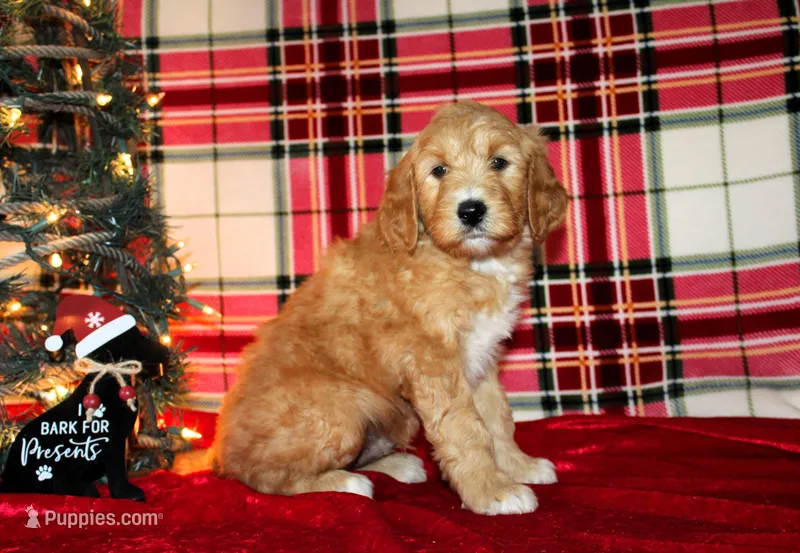 Jingle, a male Goldendoodle for sale in Charleston, AR – Photo 1 of 5