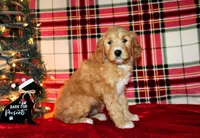 Jingle, a male Goldendoodle for sale in Charleston, AR – Photo 1 of 5