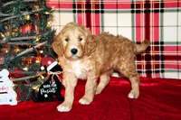 Jingle, a male Goldendoodle for sale in Charleston, AR – Photo 4 of 5