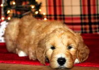 Jingle, a male Goldendoodle for sale in Charleston, AR – Photo 3 of 5