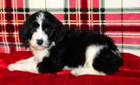 Dasher, a male Aussiedoodle for sale in Charleston, AR – Photo 2 of 5
