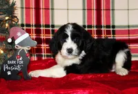 Dasher, a male Aussiedoodle for sale in Charleston, AR – Photo 4 of 5