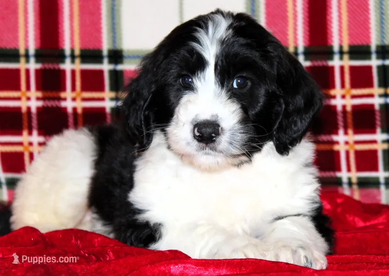 Dasher, a male Aussiedoodle for sale in Charleston, AR – Photo 1 of 5
