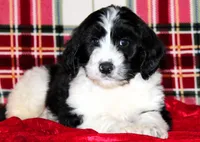 Dasher, a male Aussiedoodle for sale in Charleston, AR – Photo 1 of 5