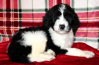 Dasher, a male Aussiedoodle for sale in Charleston, AR – Photo 3 of 5