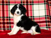 Dasher, a male Aussiedoodle for sale in Charleston, AR – Photo 5 of 5