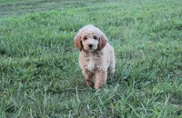 Mason, a male Goldendoodle for sale in Charleston, AR – Photo 4 of 5
