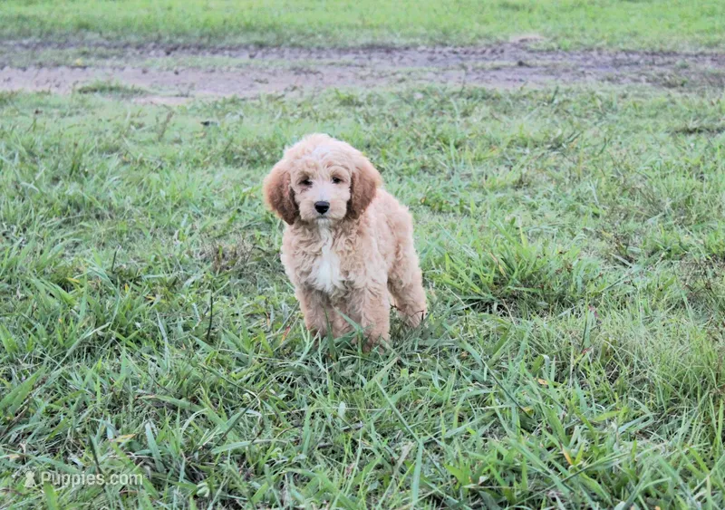 Mason, a male Goldendoodle for sale in Charleston, AR – Photo 1 of 5