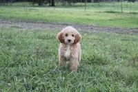 Mason, a male Goldendoodle for sale in Charleston, AR – Photo 2 of 5