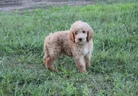 Mason, a male Goldendoodle for sale in Charleston, AR – Photo 3 of 5