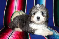Emma, a female Miniature Aussiedoodle for sale in Charleston, AR – Photo 3 of 5