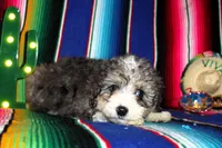 Emma, a female Miniature Aussiedoodle for sale in Charleston, AR – Photo 2 of 5