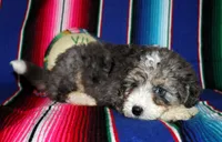 Emma, a female Miniature Aussiedoodle for sale in Charleston, AR – Photo 4 of 5