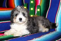 Emma, a female Miniature Aussiedoodle for sale in Charleston, AR – Photo 5 of 5