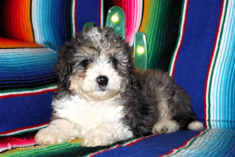 Emma, a female Miniature Aussiedoodle for sale in Charleston, AR – Photo 1 of 5