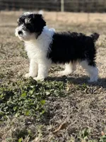 Sasha, a female Miniature Aussiedoodle for sale in Charleston, AR – Photo 1 of 5