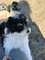 Sasha, a female Miniature Aussiedoodle for sale in Charleston, AR – Photo 3 of 5