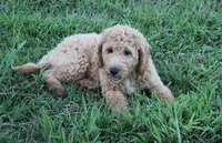 Milly, a female Goldendoodle for sale in Charleston, AR – Photo 1 of 5