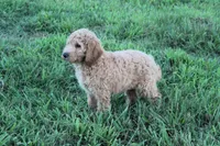 Milly, a female Goldendoodle for sale in Charleston, AR – Photo 3 of 5