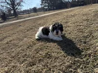 Pancakes, a female Miniature Aussiedoodle for sale in Charleston, AR – Photo 4 of 4