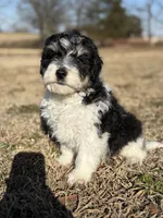 Pancakes, a female Miniature Aussiedoodle for sale in Charleston, AR – Photo 1 of 4