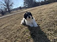 Pancakes, a female Miniature Aussiedoodle for sale in Charleston, AR – Photo 3 of 4