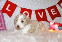 Uno, a female Goldendoodle for sale in Charleston, AR – Photo 3 of 5
