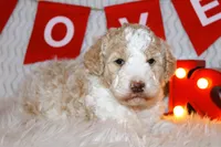 Uno, a female Goldendoodle for sale in Charleston, AR – Photo 5 of 5