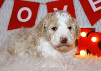 Uno, a female Goldendoodle for sale in Charleston, AR – Photo 1 of 5