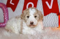 Uno, a female Goldendoodle for sale in Charleston, AR – Photo 2 of 5