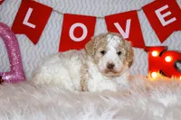 Uno, a female Goldendoodle for sale in Charleston, AR – Photo 4 of 5