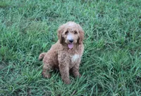 Mackenzie, a female Goldendoodle for sale in Charleston, AR – Photo 5 of 5