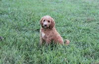 Mackenzie, a female Goldendoodle for sale in Charleston, AR – Photo 4 of 5