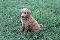 Mackenzie, a female Goldendoodle for sale in Charleston, AR – Photo 3 of 5