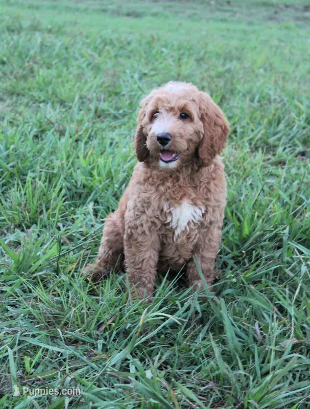 Mackenzie, a female Goldendoodle for sale in Charleston, AR – Photo 1 of 5