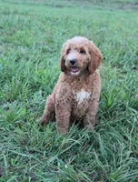 Mackenzie, a female Goldendoodle for sale in Charleston, AR – Photo 1 of 5
